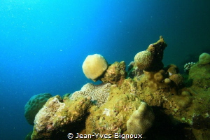 Reef formation,one of many of course in Turtle Bay-Maurit... by Jean-Yves Bignoux 